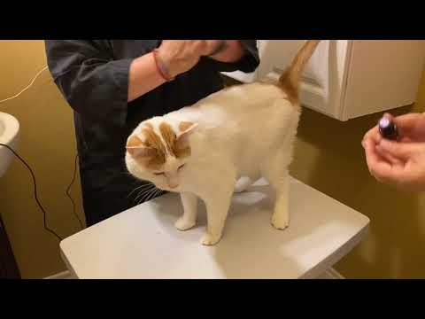 Video: Cómo Recortar A Un Gato