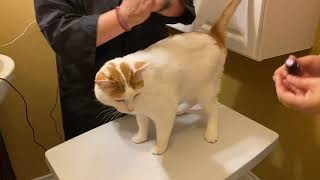 Corte de pelo a Los Gatos de casa