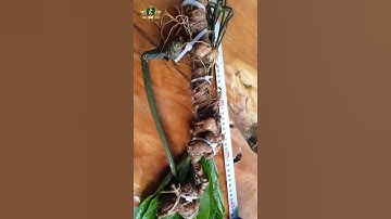 Củ sâm Ngọc linh 80 năm tuổi được tìm thấy cách đây 15 năm