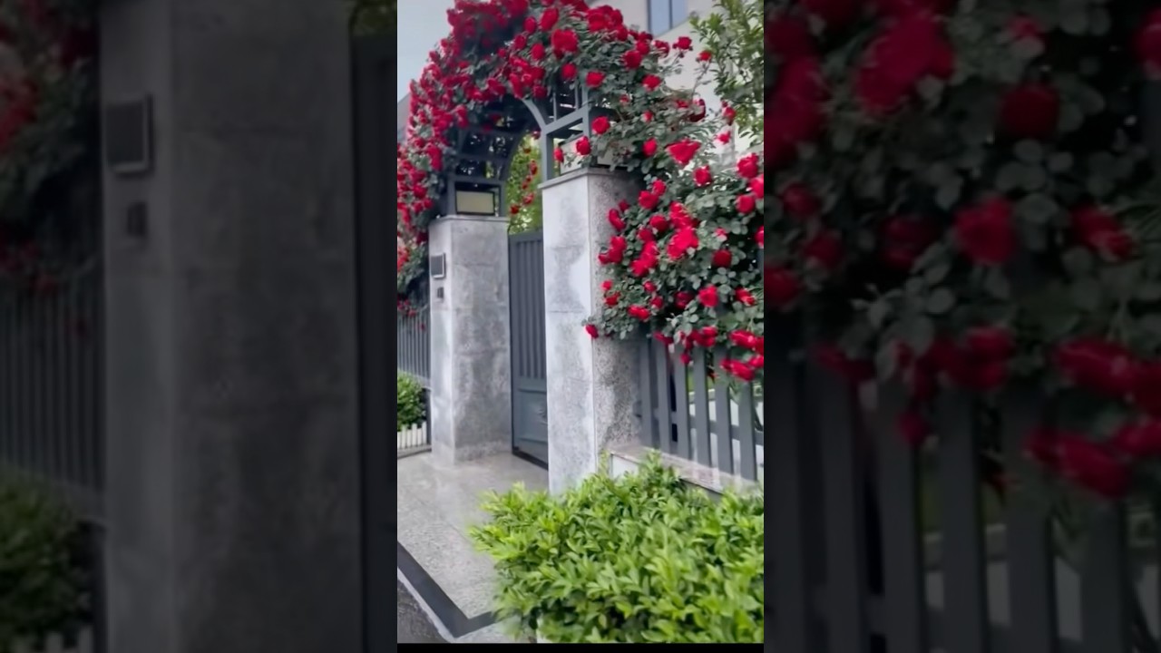 The beauty of red rose garden (4/10)