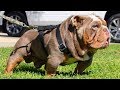 Cutest video compilation about Bulldogs  # 18| 2019| Animal Lovers
