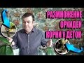 РАЗМНОЖЕНИЕ ОРХИДЕЙ ФАЛЕНОПСИС 2 СПОСОБА. ПОЯВЛЕНИЕ У ДЕТОК СОБСТВЕННЫХ КОРНЕЙ. ОРХИДЕИ ФАЛЕНОПСИС