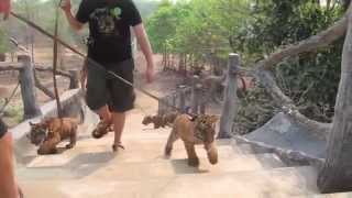 Tiger Temple (Official) - Big Day Out, bears meet tigers!