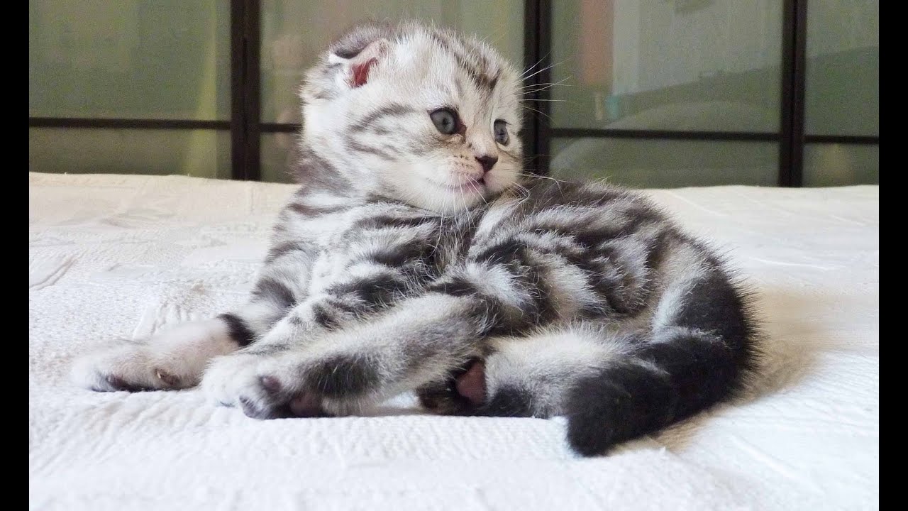 funny cats sleeping in weird positions compilation 2014 funnyplox The first 30 days of a Cute Kitten