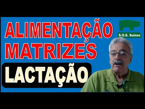 Vídeo: Como Alimentar Um Bassê Em Lactação