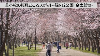 苫小牧の桜並木スポット 緑ヶ丘公園 金太郎池 Vlog 5 Youtube