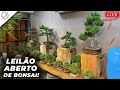  live leilao de natal  studio bocabello bonsai