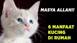 Simak Baik Baik!! 6 Manfaat Memelihara Kucing di Rumah