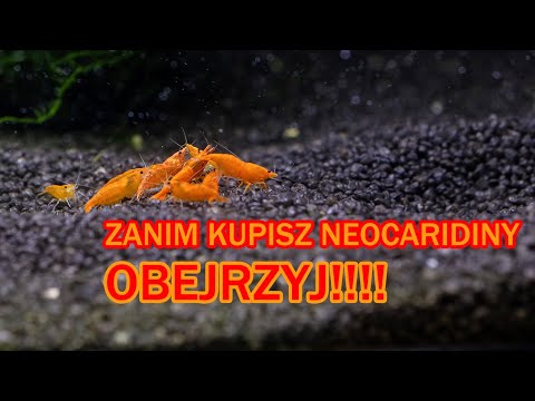 Wideo: Co Warto Wiedzieć O Krewetkach