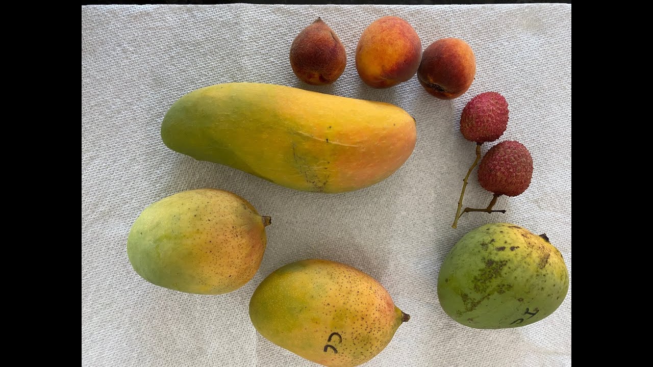 Ripe Mango, Peach, and Lychee Fruits at our Farm in Sarasota, Florida ...