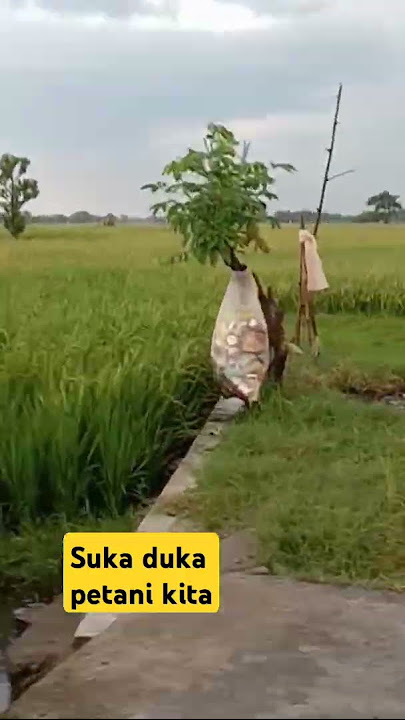 Suka dan duka petani Indonesia
