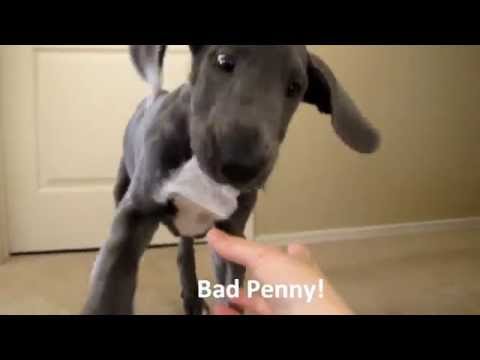 Penny the Cute Blue Great Dane Puppy LOVES Bath Time!