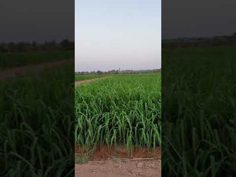 زراعة البونيكام بنظام التنقيط خراطيم جي ار