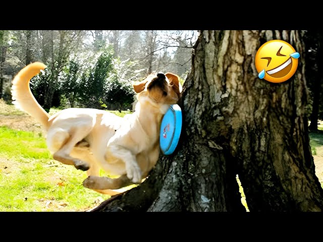 🐾Most Hilarious Try Not To Laugh with Dogs & Cats for 1 Hour😂🐶🐱 class=