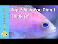 Top 7 Saltwater Fish You Didn't Think Of