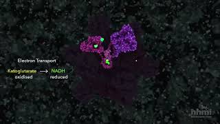 Citric Acid Cycle | HHMI BioInteractive Video by biointeractive 9,194 views 10 months ago 6 minutes, 11 seconds