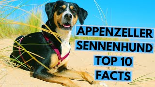 Appenzeller Sennenhund  TOP 10 Interesting Facts