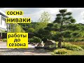 Как подготовить сосну ниваки к сезону. Работы с сосной ниваки в мае.