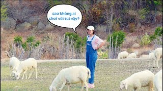 Chơi Với Những Chú Cừu Trong Thảo Nguyên Mông Cổ