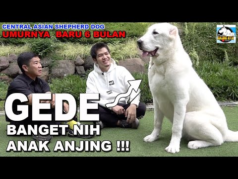 Video: Bagaimana Anjing Gembala Asia Berbeza Dengan Anjing Lain