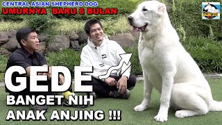 ANJING GEMBALA RAKSASA DARI RUSIA - ALABAI