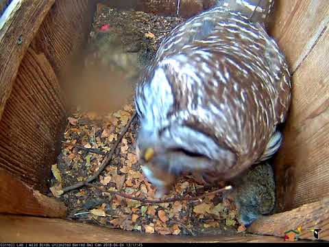 Female Barred Owl Swallows Mouse Whole – April 4, 2018