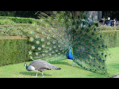 Video: Pasare cu o coada frumoasa: nume cu fotografie, descriere, habitat