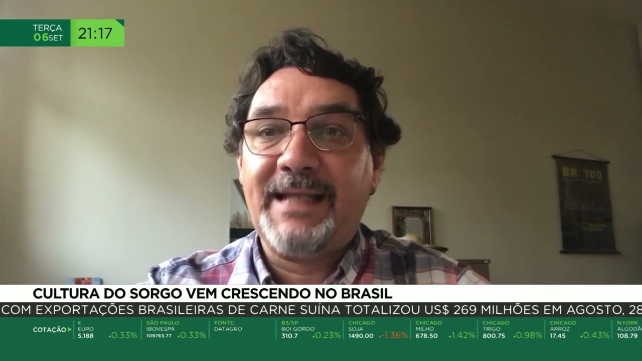 Cultura do sorgo vem crescendo no Brasil