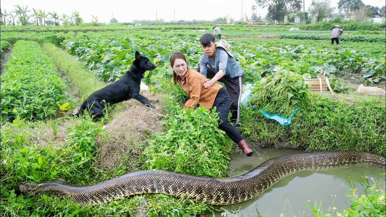 Smart Dog Detects Giant Python Lurking to Attack Ly Thi Hoa's Family - Can They Escape?