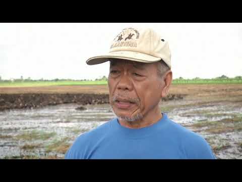 Žetva pirinča na Tajlandu i deset hiljada pataka