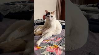 can’t sleep all day! 🥺💔 #cat #catlife #catmemes #catvideo #cats