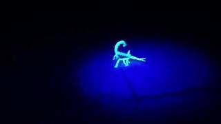Scorpion glowing under UV light.