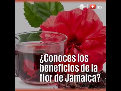 Vídeo: Flor De Xocolata - Xicoira. Propietats útils I Nocives, Contraindicacions