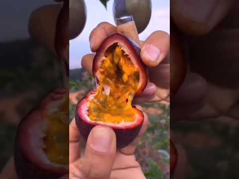 Video: Adakah markisa masak dari pokok anggur?