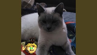 Warm Cat Nap צו