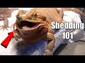 Shedding Tips for Bearded Dragons: A Guide for Scale Elation and Natural Shedding Process
