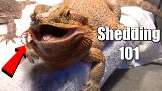 Bearded Dragon Shedding Tips