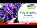 Чому моя фіалка не цвіте причини та поради Ваш сад 