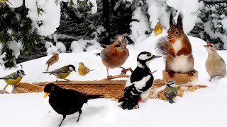 ?24/7 Cat TV for Cats to Watch ? Little Birds and Red Squirrels in Winter Wonderland