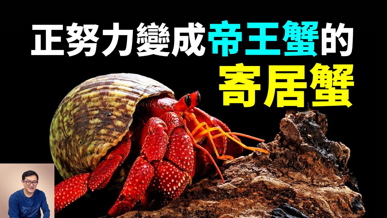 帝王蟹的祖先竟然是寄居蟹？似蝦非蝦，似蟹非蟹，卻成為人類社會的真實寫照！【老肉雜談】#動物 #海洋 #寄居蟹 #寵物 #螃蟹