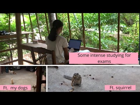19 hours of studying, studying in tree house, my dogs