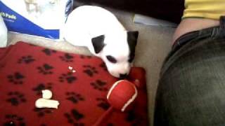 Our Staffy Puppy Maie 5 Weeks Old First Day Home
