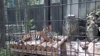 Tiger-san at Higashiyama Zoo (Nagoya, Japan)
