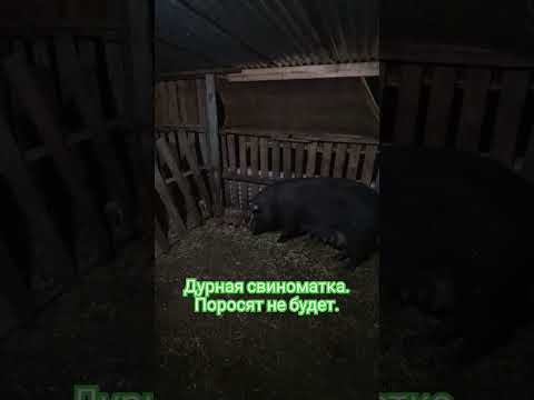 Дурная свиноматка. поросят не подпускает. Одного уже забила.