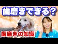 【犬の歯磨き】歯のお手入れをしないと大変なことに！正しい歯磨きの知識を！