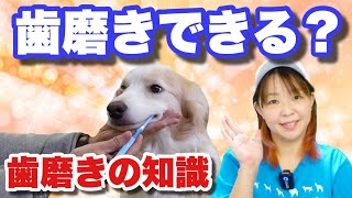 【犬の歯磨き】歯のお手入れをしないと大変なことに正しい歯磨きの知識を