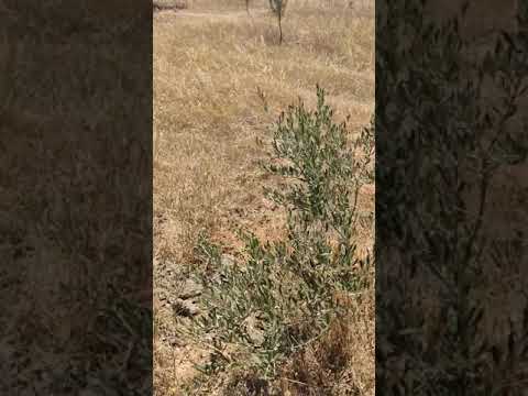 Vidéo: La Perte D'un Olivier Dans Les Collines Nues De Bethléem - Réseau Matador