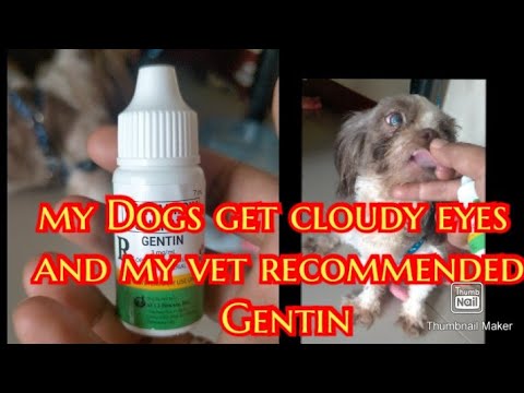 Gentamycin and it&rsquo;s proper dosage for my dogs cloudy eyes