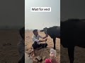 #edit आज गाय होने जाना है#harsh #funny #comedy #viral#kisan#trend#shorts