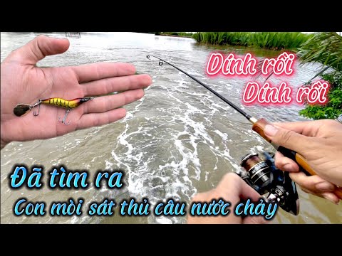 Video Đã tìm ra con mòi Sát Thủ câu nước chảy. Câu Lure nước... - youtube